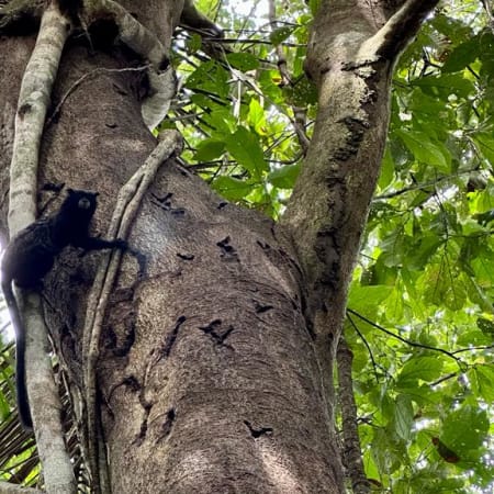 2-Day Amazon Jungle Tour from Iquitos with Pacaya Samiria Camping