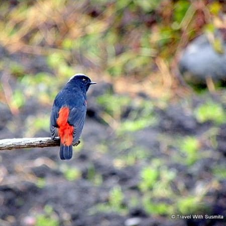 7-Day Sikkim Birding Tour with Monasteries and High-Altitude Lakes
