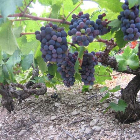 6-Hour Wine Tour of Ston from Dubrovnik with 3 Cellar Tastings
