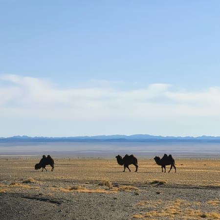 6-Day Gobi Desert Tour from Ulaanbaatar with Nomadic Family Stays