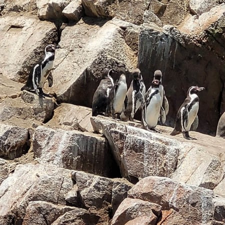 Tour de 1 día a Islas Ballestas y Paracas con fauna y playas