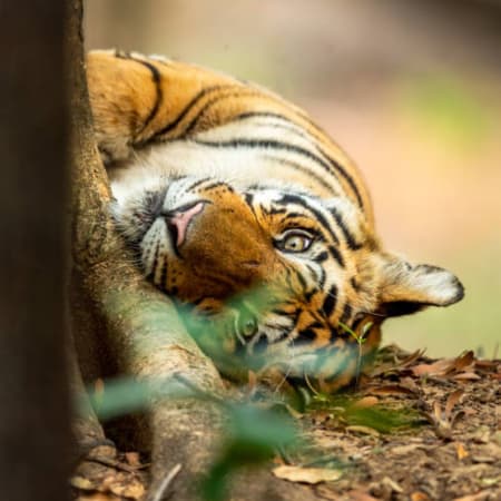 3-Day Jim Corbett National Park Safari from Delhi with Resort Stay