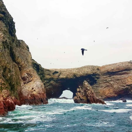 Tour de 1 día a Islas Ballestas y Paracas con fauna y playas