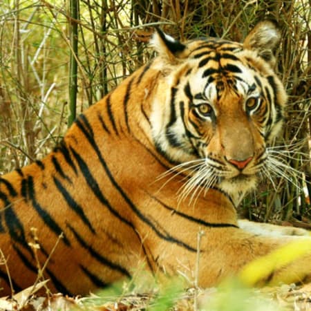 2-Day Rajasthan Wildlife Safari with Ranthambore, Jhalana and Sariska