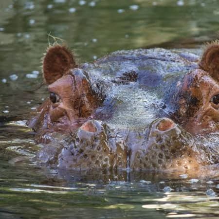 8-Day Durban to Maputo Coastal Tour with Safari and Snorkelling