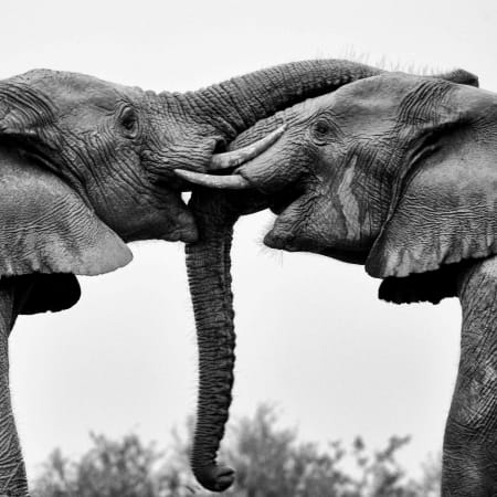 9-Hour Addo Elephant National Park Safari with Big Five Viewing