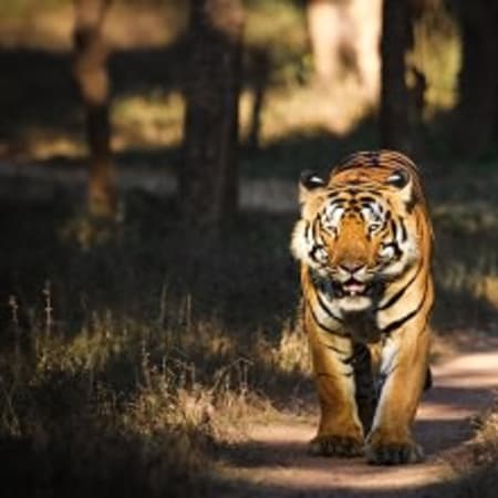 5-Day Kanha and Tamia Wildlife Tour with Tribal Village Experiences