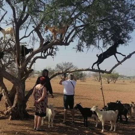 1-Day Cultural Tour of Taroudant and Tiout Oasis with Lunch