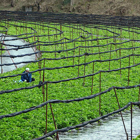 8-Hour Matsumoto Castle and Daio Wasabi Farm Tour with Bilingual Driver