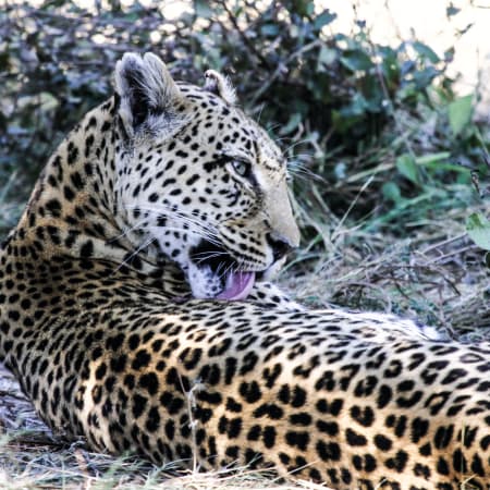 4-Day Kruger National Park Safari with Blyde River Canyon Route