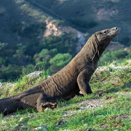 Full-Day Komodo National Park Tour with Padar and Manta Point