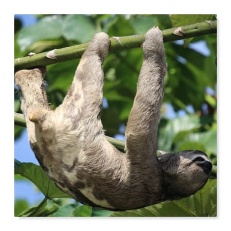 4-Day Tambopata National Reserve Tour with Lake Sandoval and Canopy Walk