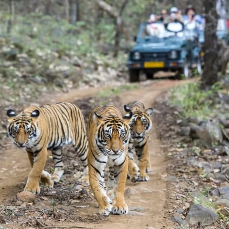 3-Day Jim Corbett Wildlife Safari with 2 Jeep Safaris