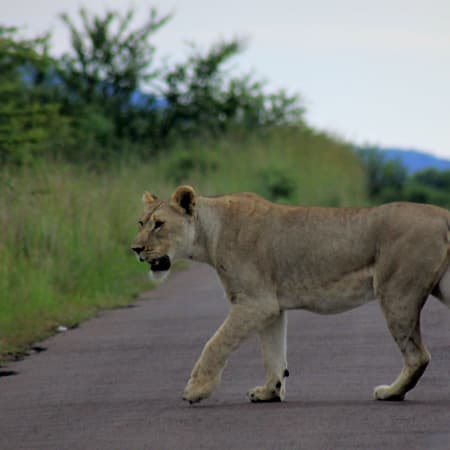 14-Day South Africa Highlights Tour with Kruger, Eswatini and Durban