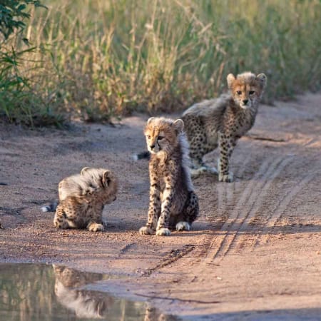 5-Day Greater Kruger Walking Safari with Night Drives