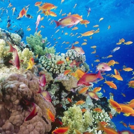 7-Hour Snorkelling and Parasailing Trip to Orange Island from Soma Bay