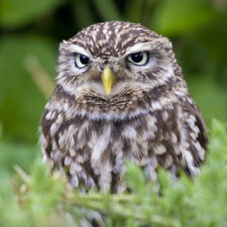 8-Day Bird Watching Tour in Mongolia with Gobi and Gun Galuut