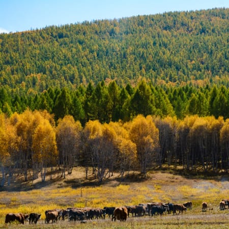 14-Day Naadam Festival and Khuvsgul Lake Tour with Tsaatan Culture