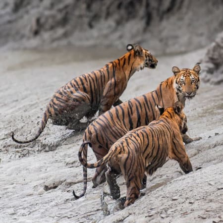 2-Day Sundarbans Jungle Safari from Kolkata with Canopy Walk
