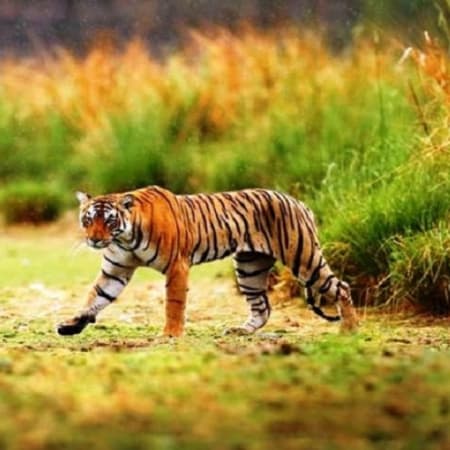 3-Day Jim Corbett Safari Tour with Tribal Village Experience