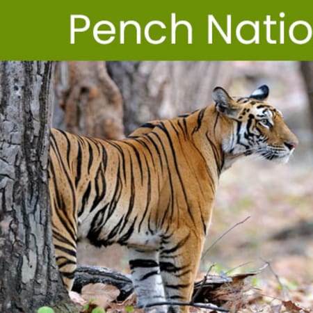 7-Day Wildlife Safari in Pench, Nagzira and Rukhad Forests