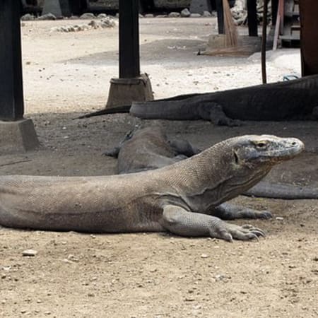 3-Day Komodo National Park Tour from Bali with Diving and Rinca Trek