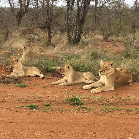 3-Day Pilanesberg Wildlife Safari from Johannesburg with Big 5 Drives