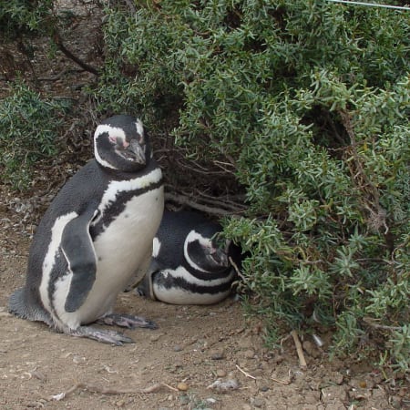 9-Hour Punta Tombo Penguin Reserve Tour from Puerto Madryn