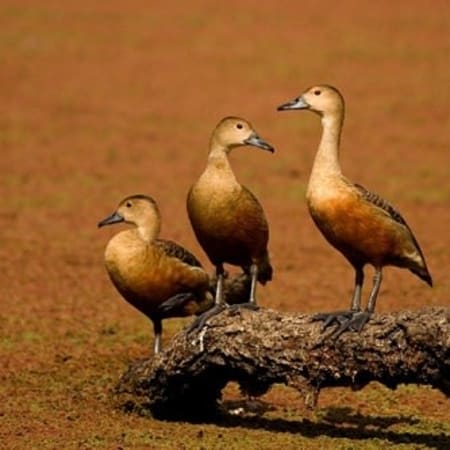 8-Hour Birdwatching Tour of Bharatpur and Fatehpur Sikri from Agra