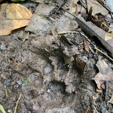 7-Day Pacaya-Samiria Wildlife Tour from Iquitos with Jungle Camping