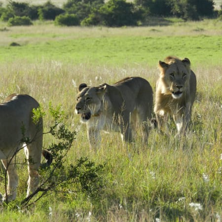 11-Hour Algoa Bay and Addo Elephant Safari with the Big 7 Experience