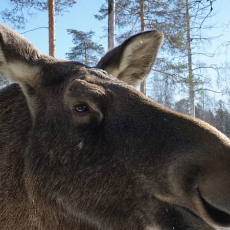 6-Hour Ounasvaara Hike and Ranua Zoo Tour with Arctic Wildlife