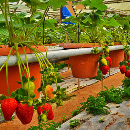 1-Day Cameron Highlands Private Tour with Tea Estate and Strawberry Farm