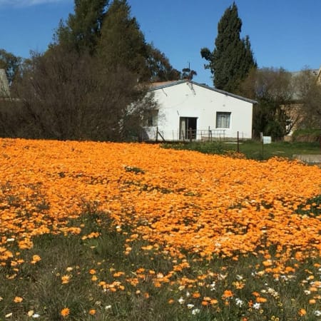 Full-Day Flower Tour in West Coast National Park and Tienie Versfeld