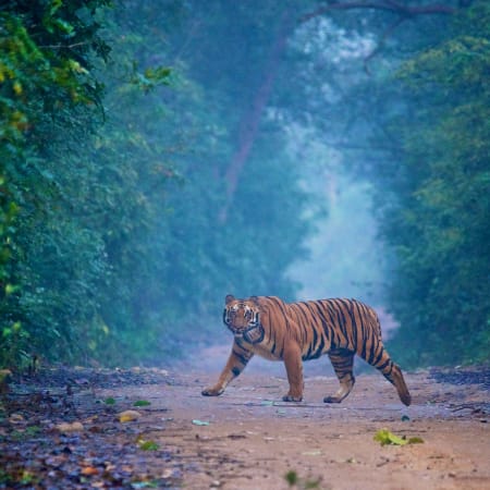 2-Day Jim Corbett Wildlife Safari with Waterfall and Museum Visit