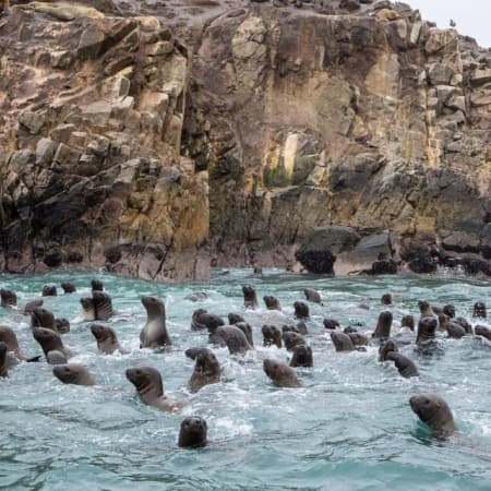 Excursión de 1 día a Paracas y Huacachina con Islas Ballestas