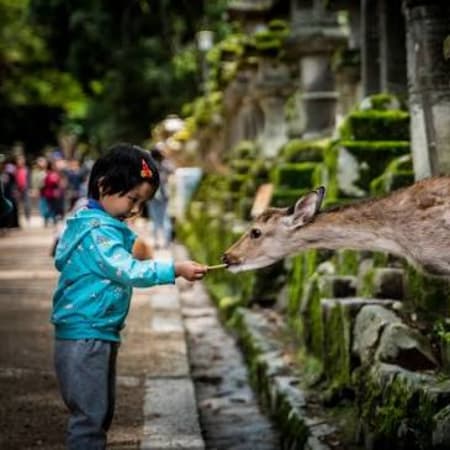 7-Hour Kyoto and Nara Tour with Fushimi Inari and Sacred Deer