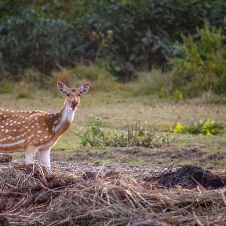 3-Day Chitwan Jungle Safari with Rapti River Canoeing and Tharu Culture