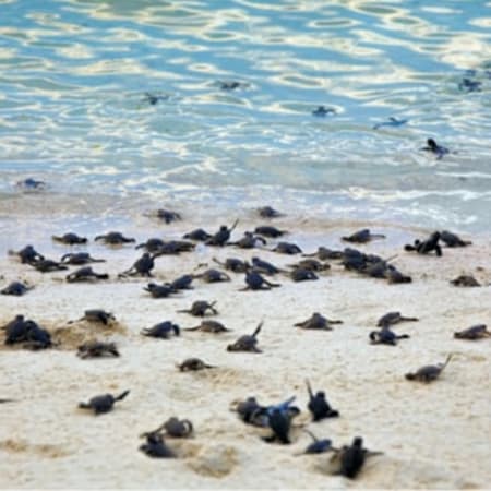 11-Day Nature Trip in Malaysia with Turtle Island and Sepilok