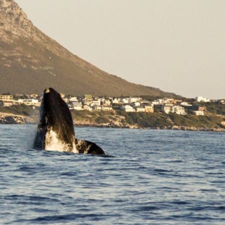 6-Day Garden Route Tour from Cape Town to Port Elizabeth