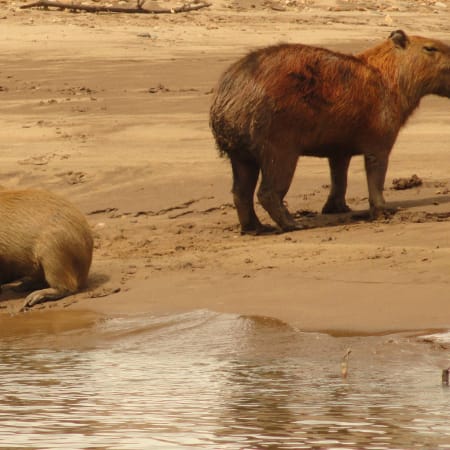 2-Day Tambopata Wildlife Tour from Puerto Maldonado with Lake Sandoval