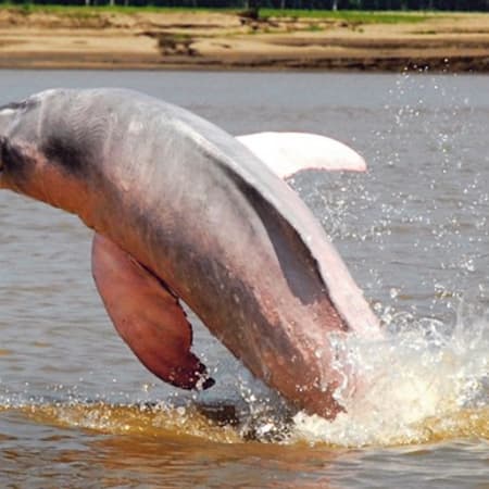 3-Day Amazon Wildlife Tour in Nauta with Dolphins and Piranha Fishing
