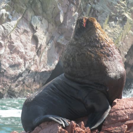 Full-Day Lima to Paracas and Nazca Lines Tour with Boat Ride