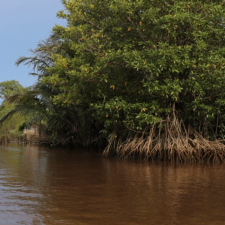 8-Hour Bongawan River Cruise in Sabah with Fireflies and Sky Mirror