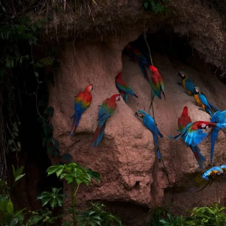 8-Hour Tambopata Macaw Clay Lick Tour from Puerto Maldonado