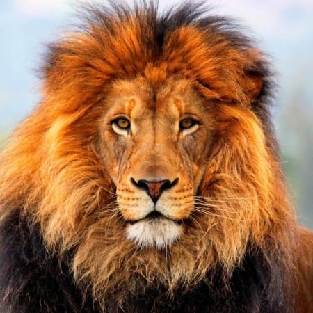 9-Hour Big 5 Safari in Aquila from Cape Town with Open-Air Game Drive