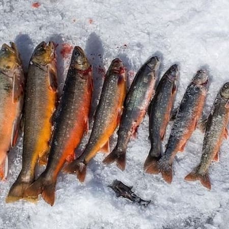 4-Hour Snowmobile and Ice Fishing Tour in Rovaniemi with BBQ