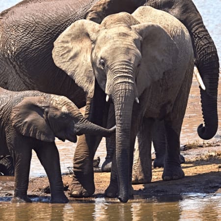 2-Day Pilanesberg Safari from Johannesburg with Big Five Game Drives