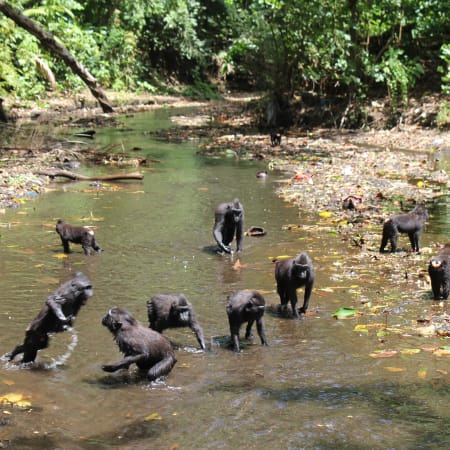 3-Day Tangkoko Wildlife Tour from Manado with Endemic Species
