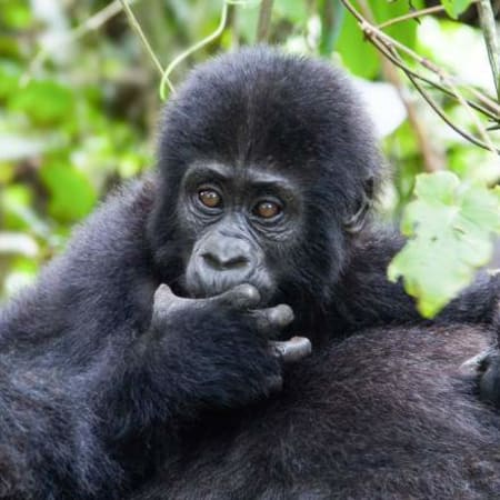 3-Day Uganda Gorilla Trekking Safari with Lake Bunyonyi Stay
